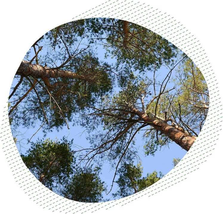 O BOROVICI DETAILNĚ